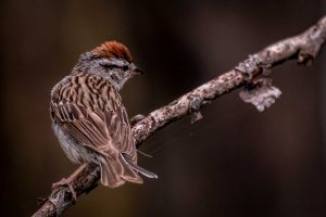 Chipping Sparrow