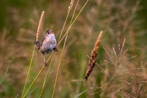 Sedge Wren