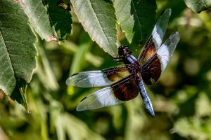 Widow Skimmer Dragonfly