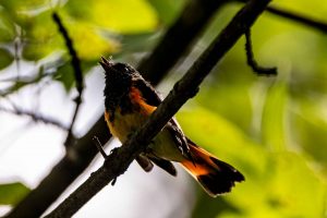 American Redstart