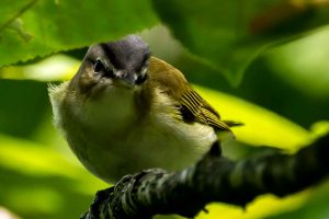 Tennesssee Warbler