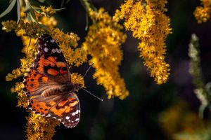 Painted Lady Butterfly