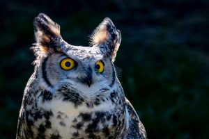 Great Horned Owl