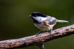 Black-capped Chickadee