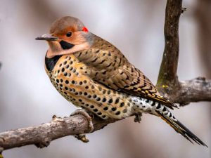 Northern Flicker