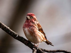 Purple Finch