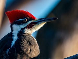 Pileated Woodpecker