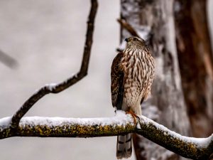 Sharp-shinned Hawk