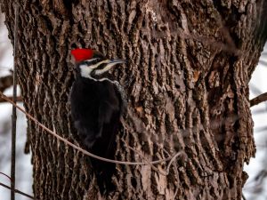 Pileated Woodpecker, female