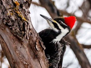 Pileated Woodpecker, female