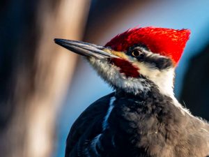 Pileated Woodpecker, male